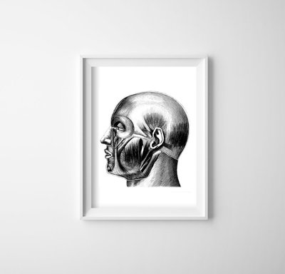 Poster na stenu Anatomické odtlačky.Svaly hlavy