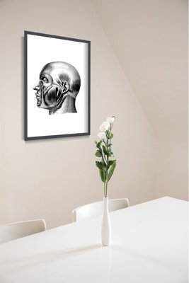 Poster na stenu Anatomické odtlačky.Svaly hlavy