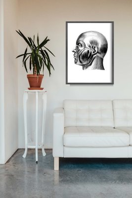 Poster na stenu Anatomické odtlačky.Svaly hlavy