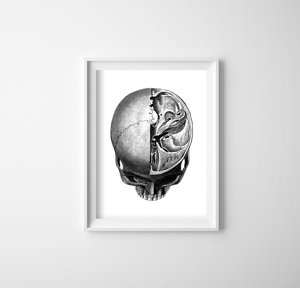 Retro plagát Anatomické odtlačky hlavy lebky