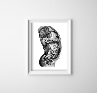 Poster Anatomický interiér orgánu