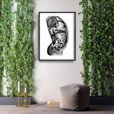 Poster Anatomický interiér orgánu