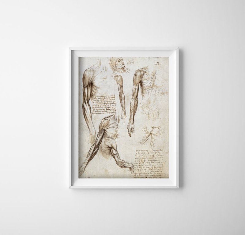 Poster Da Vinciho svaly hornej končatiny