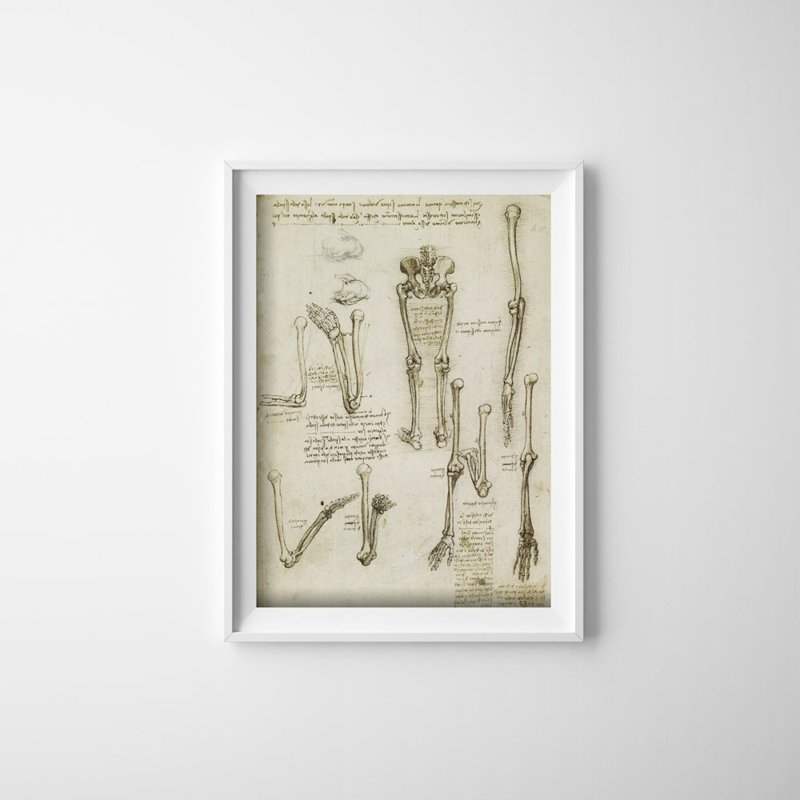 Poster Da Vinciho anatomické kosti