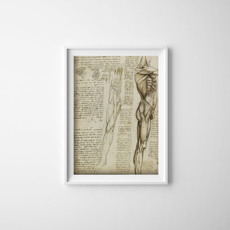 Plagát na stenu Da Vinciho svaly nôh