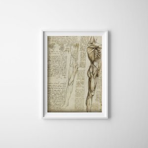 Plagát na stenu Da Vinciho svaly nôh