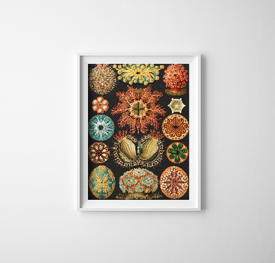 Plagát Potlač morských živočíchov