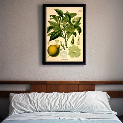 Poster na stenu Bergamot