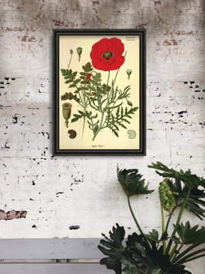 Retro plagát Botanická potlač červeného maku
