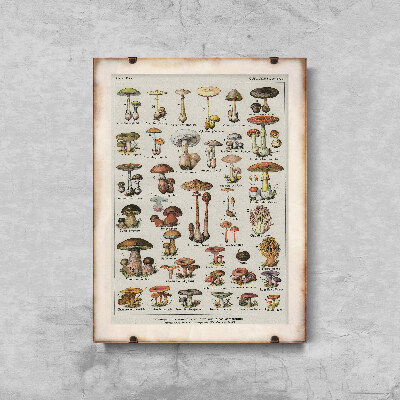 Poster Botanický plagát šampiňónových húb