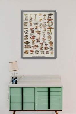 Poster Botanický plagát šampiňónových húb