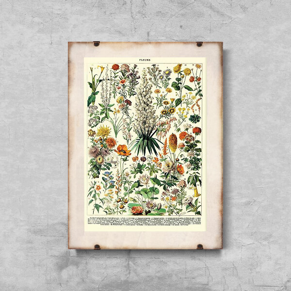 Retro plagát Kvetinová potlač Adolphe Millot