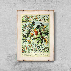 Plagát na stenu Vtáky od Adolphe Millota