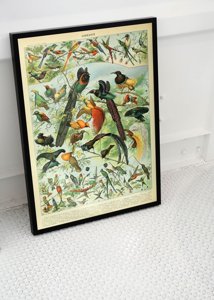 Plagát na stenu Vtáky od Adolphe Millota