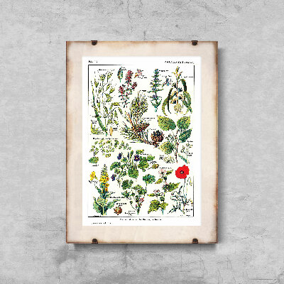 Plagát na stenu Calmin Plants Science 1912