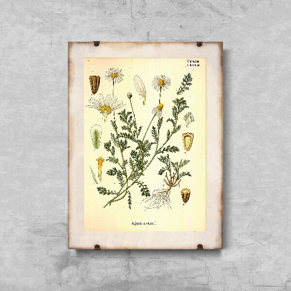 Poster Anthemis Arvensis