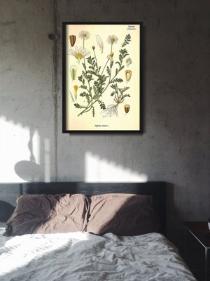 Poster Anthemis Arvensis