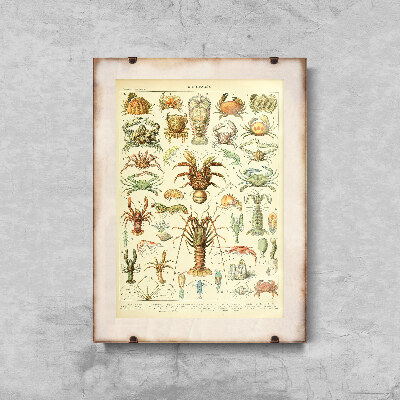 Plagát na stenu 1909 Kôrovce od Adolpha Millota