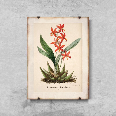 Poster na stenu Kvetinová potlač Epidendrum Vitellinum