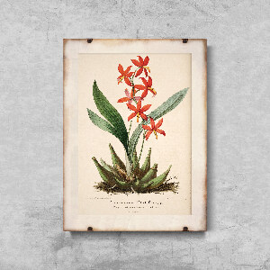 Poster na stenu Kvetinová potlač Epidendrum Vitellinum