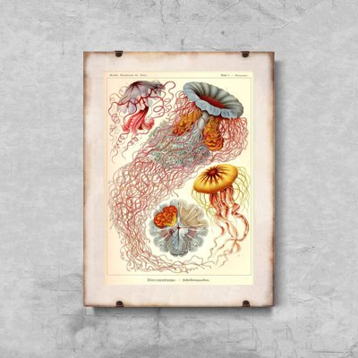 Plagát Medúza Haeckel Ernst