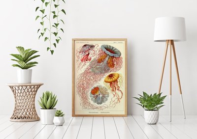 Plagát Medúza Haeckel Ernst