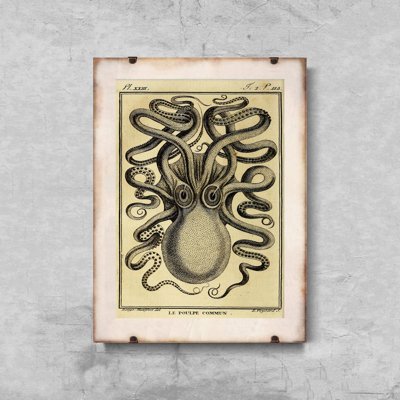 Poster Chobotnica Haeckel Ernst