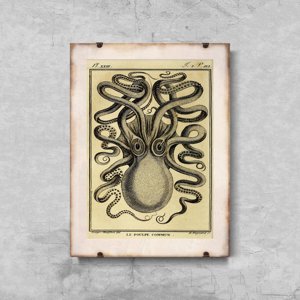 Poster Chobotnica Haeckel Ernst