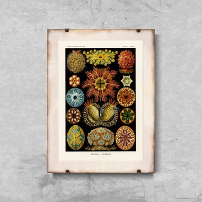 Plagát na stenu Ascidiae Haeckel Ernst