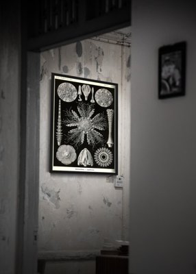 Poster na stenu Morský ježko Ernsta Heackela