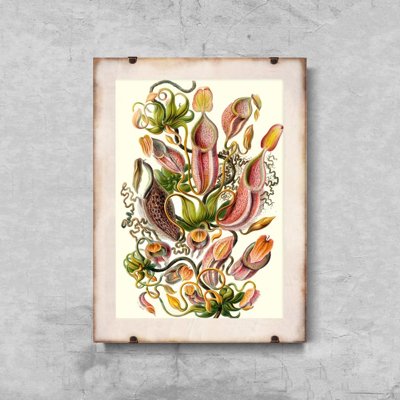 Plagát do obývačky Mäsožravá rastlina Ernst Haeckel