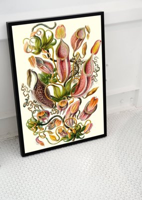 Plagát do obývačky Mäsožravá rastlina Ernst Haeckel