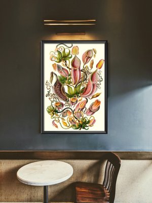 Plagát do obývačky Mäsožravá rastlina Ernst Haeckel