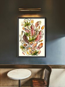 Plagát do obývačky Mäsožravá rastlina Ernst Haeckel
