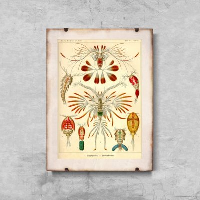 Plagát Námorná kopeda Ernst Haeckel