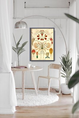 Plagát Námorná kopeda Ernst Haeckel