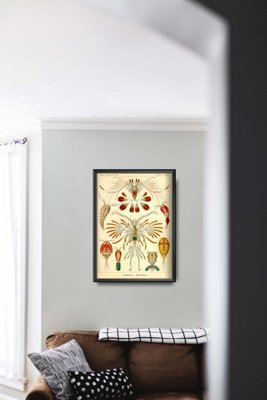 Plagát Námorná kopeda Ernst Haeckel