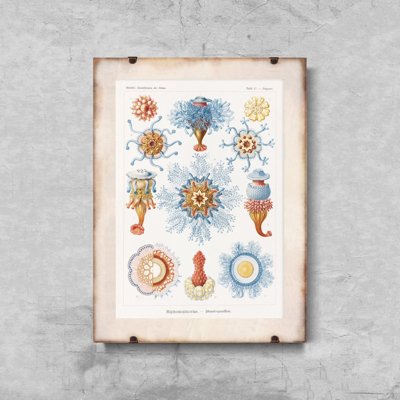 Poster Siphonophorae Ernst Haeckel