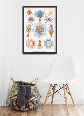 Poster Siphonophorae Ernst Haeckel