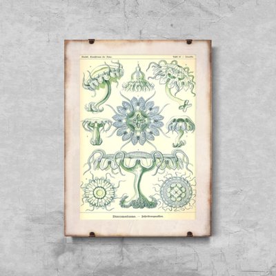 Plagát na stenu Morská medúza Ernst Haeckel