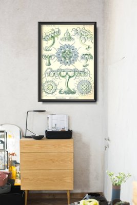 Plagát na stenu Morská medúza Ernst Haeckel