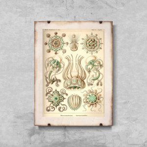 Retro plagát Medúza od Ernsta Haeckela