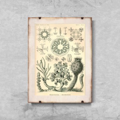 Poster na stenu Xexactinellae Ernst Haeckel