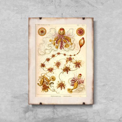 Plagát do izby Siphonophorae Ernst Haeckel