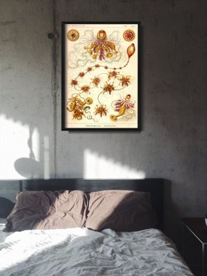Plagát do izby Siphonophorae Ernst Haeckel