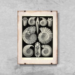 Plagát Mušle od Ernsta Haeckela