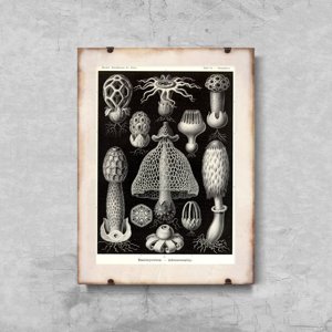 Poster Morské huby od Ernsta Haeckela