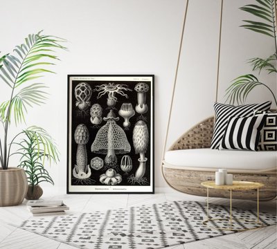 Poster Morské huby od Ernsta Haeckela