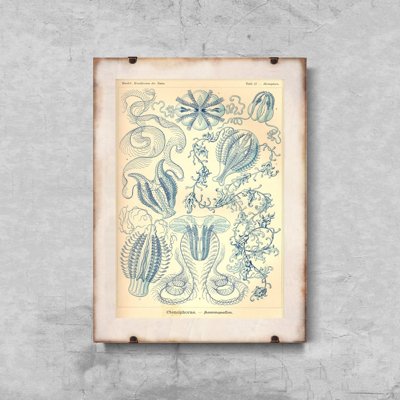 Plagát na stenu Ctenohorae Ernst Haeckel