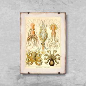 Retro plagát Chobotnica Gamochonia Ernst Haeckel